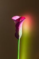 calla lily