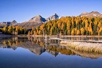 Goldener Herbst am Stazersee im Engadin