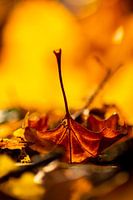 Bright autumn leaves