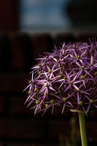 Schau (Allium) Pflanze von Alex van der Aa