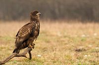 Weißkopfseeadler nicht beringt