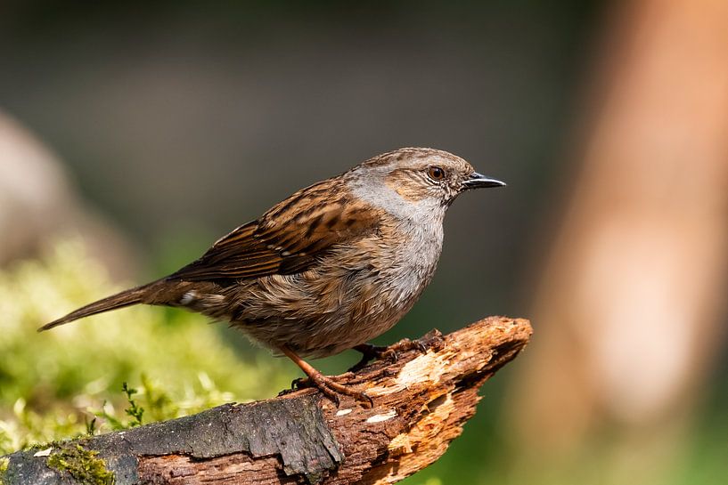 Heggenmus by Elly van Veen