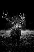 Red deer in black and white