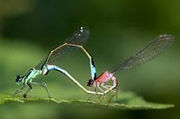 Two lanterns dragonfly