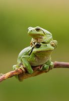 Tree frog with young on branch in green