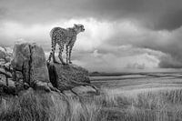 CheetahView-BW