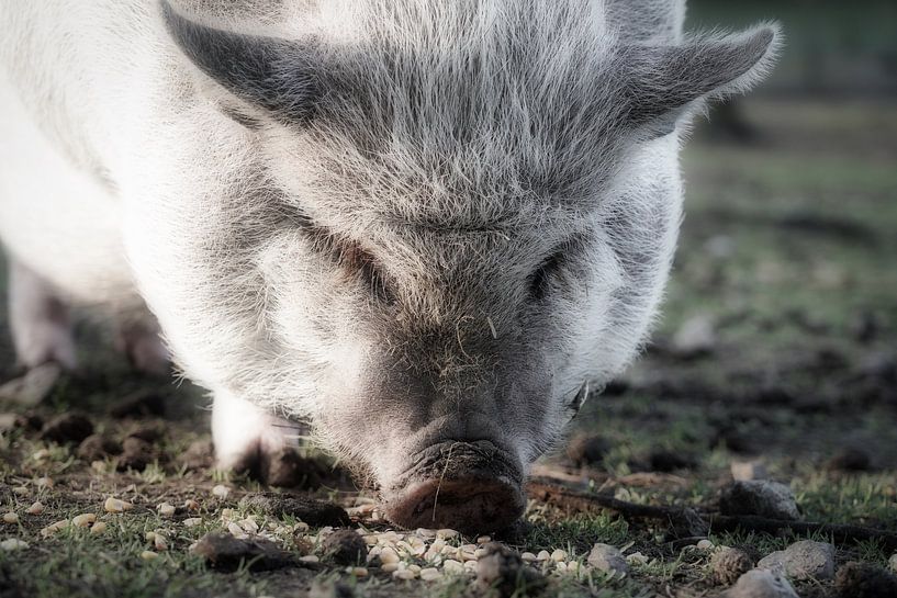 Petit cochon à ventre suspendu par HGU Foto