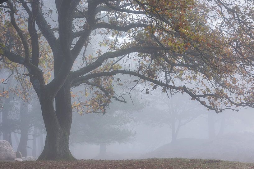 Laubbaum im Nebel Gasterse Duinen von Jurjen Veerman