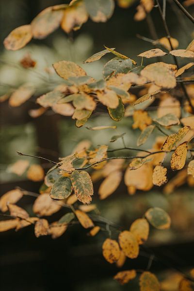 Autumn is coming by Tessa in Focus