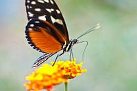 Butterfly with flower