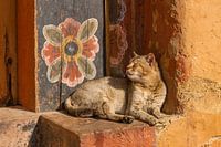 Tempel poes met muurbloem in Bhutan
