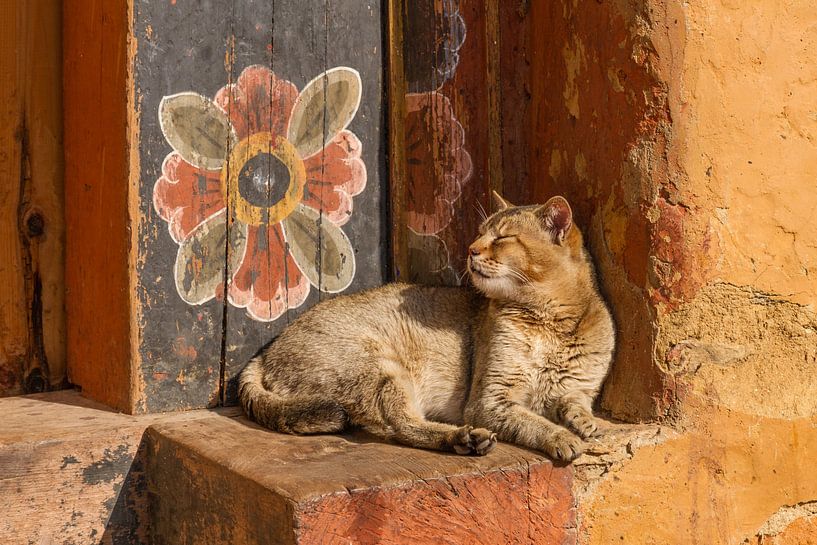 Temple cat with wallflower in Bhutan by Erwin's Travel Photography