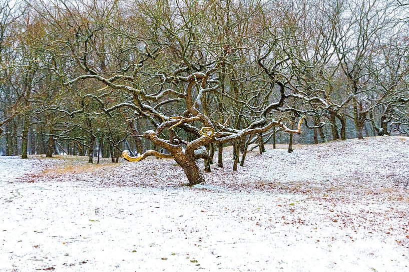 bel arbre dans la neige par Merijn Loch