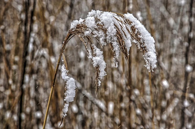 Schnee und Schilf von Frans Blok - Fotos, Kunst und weitere Wanddekoration