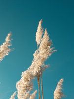 Poster nature : L'herbe de la pampa