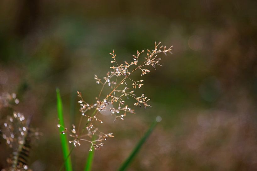 Rosée du matin par Thomas Jäger