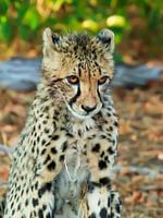 Verlegen Cheetah, 19-11-2018,