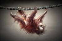 VERMOORD ONZE OERBOSSEN NIET