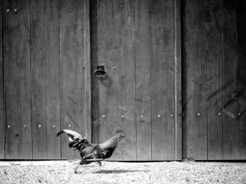 France Haan by Albert Hartwig