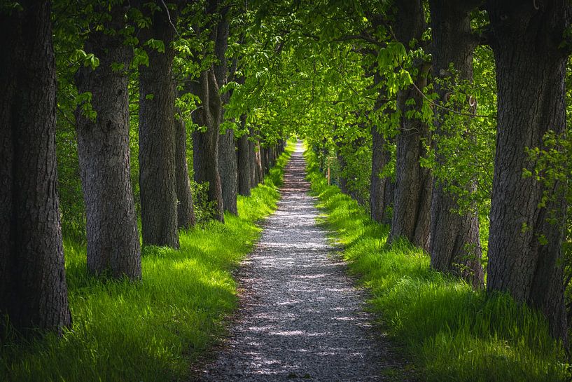 Châtaigne par Steffen Gierok