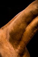 Gros plan sur le cheval 9