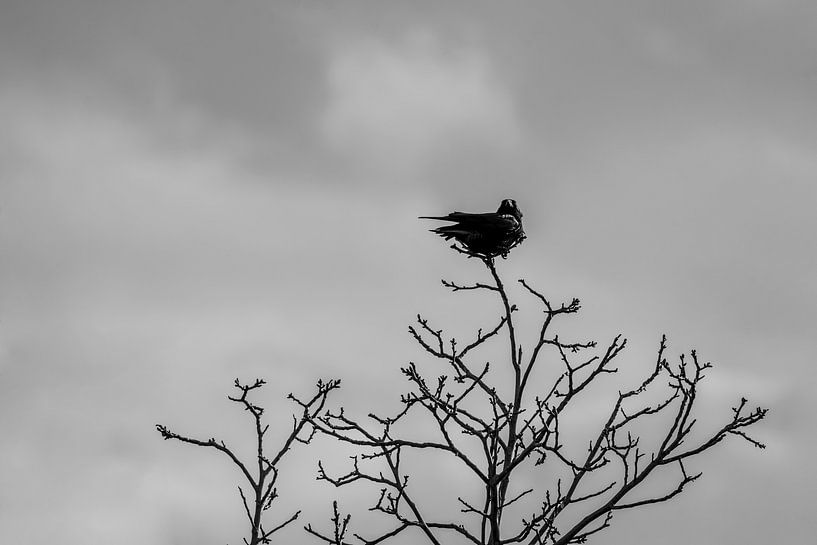 Raven On Bald Branch Under Threatening Skies by Femke Ketelaar