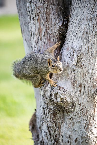 Eekhoorn von De wereld door de ogen van Hictures
