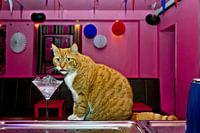 Pubcat Prik, Amsterdam