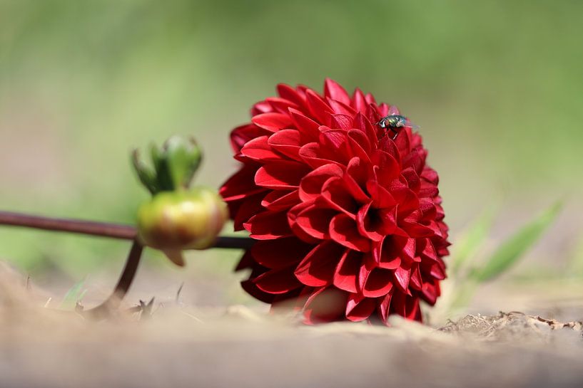 Dahlien von Anja Kok