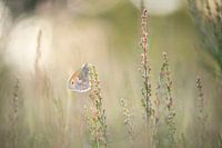Schmetterling mit Hintergrundbeleuchtung