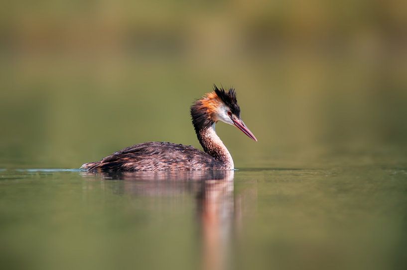 adulte great crested grebe nageant sur un étang par Mario Plechaty Photography