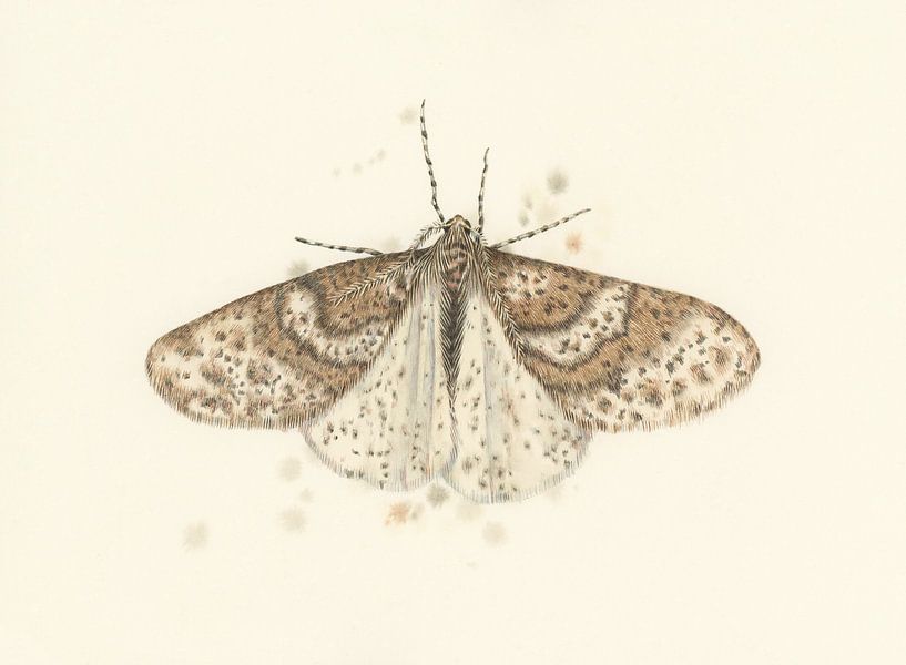 Papillon d'hiver par Marieke Nelissen