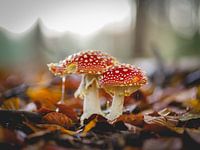 Les chasseurs de mouches