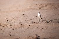 Desert bully in Namibia