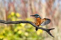 Landender Eisvogel mit Fisch