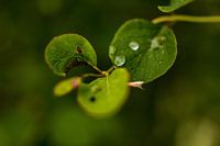 Na regen komt een drup