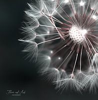 Ein Kranz aus flauschigem, weißem Löwenzahnflaum