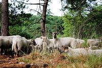 Frieden im Wald: Die Herde vertraut ihrem Hirten