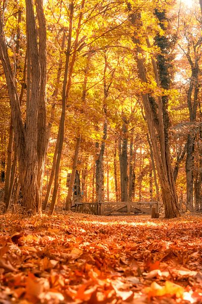 Autumn path by Tashina van Zwam