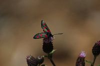 Schmetterling in Österreich