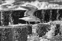 Une mouette qui mange dans la tempête