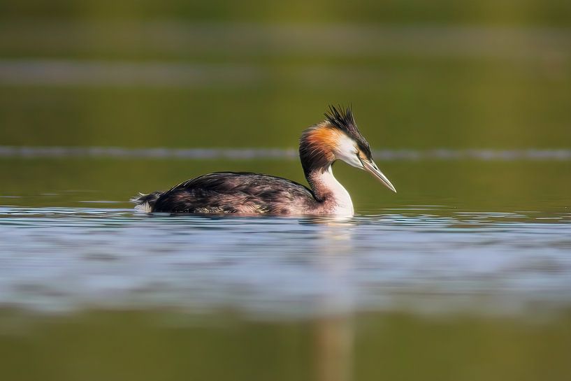 adult great crested grebe swims on a pond by Mario Plechaty Photography