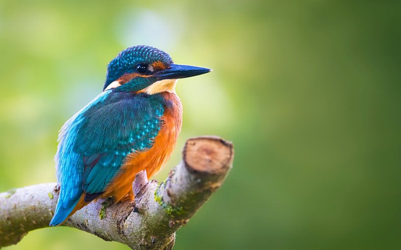 Kingfisher by Paula Darwinkel
