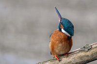 kingfisher