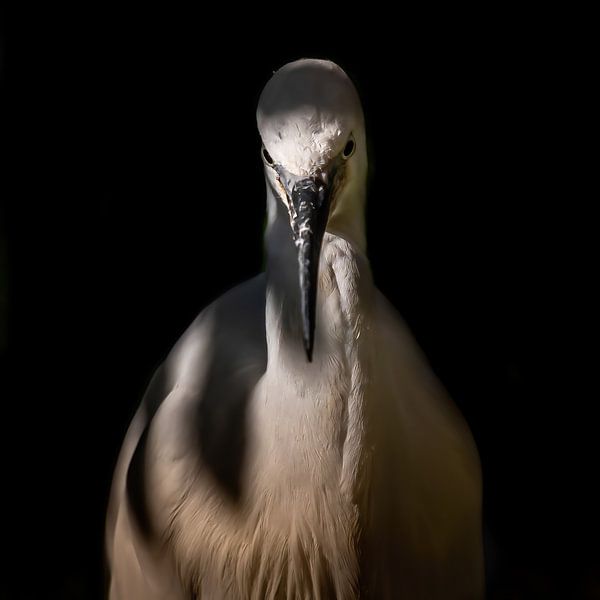 Héron blanc par Hennie Zeij