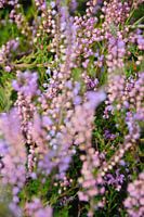 Flowering heathland