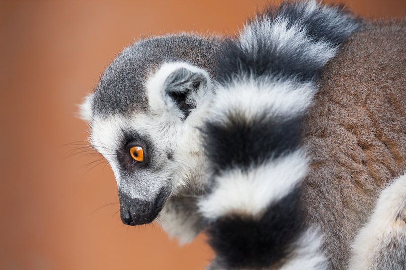 Lemur von Steve Van Hoyweghen