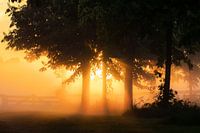 Sonnenstrahl durch Bäume