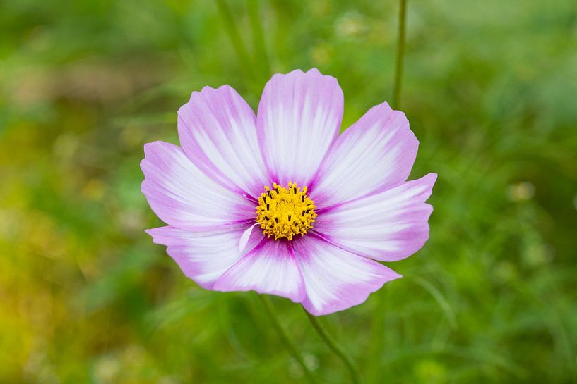 Cosmea lilac with white by Ivonne Fuhren- van de Kerkhof
