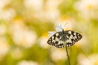 Damier sur fond de marguerites
